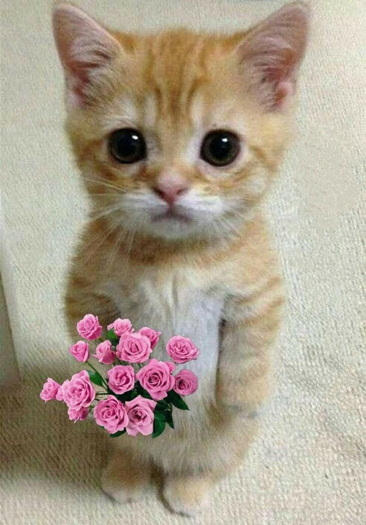 Cat offering flowers